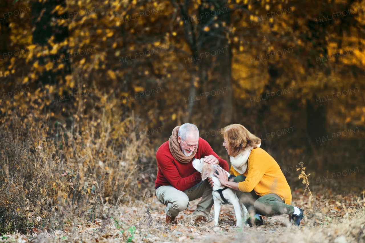 A happy senior couple with a dog in an autumn nature.