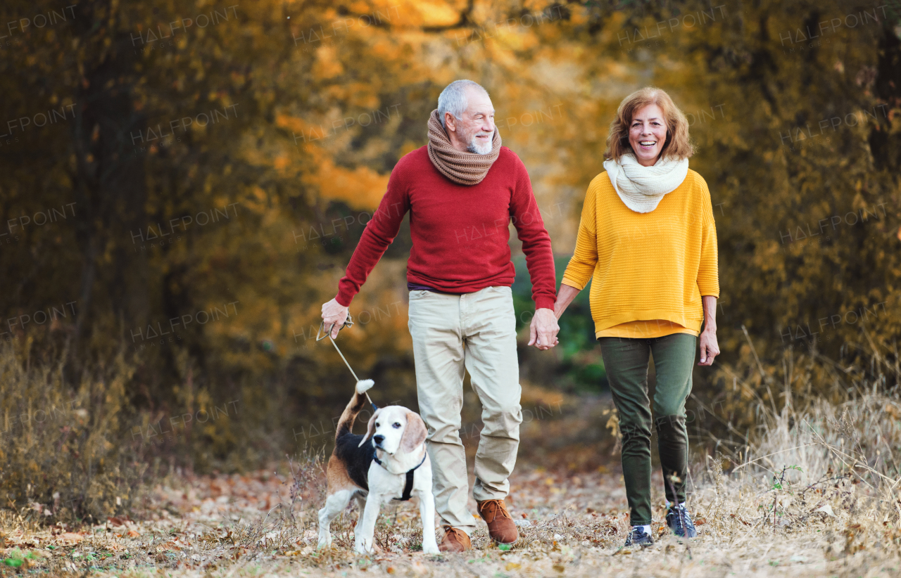 A happy senior couple with a dog on a walk in an autumn nature, holding hands.