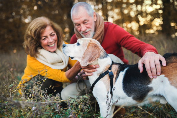 A happy senior couple with a dog on a walk in an autumn nature at sunset.