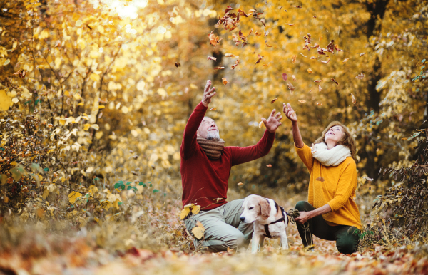 A happy senior couple with a dog on a walk in an autumn nature at sunset, having fun.