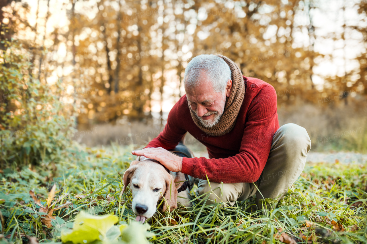 A happy senior man with a dog on a walk in an autumn nature at sunset.