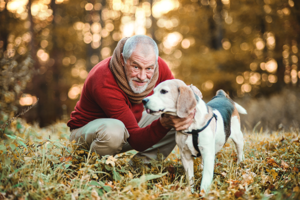 A happy senior man with a dog on a walk in an autumn nature at sunset.