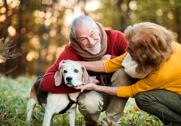 A happy senior couple with a dog on a walk in an autumn nature at sunset.