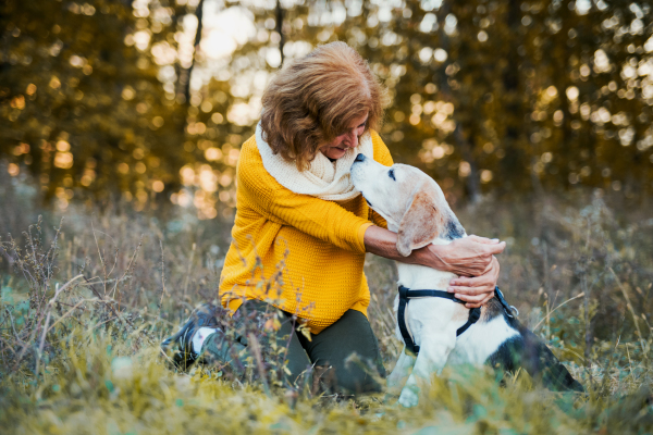 A happy senior woman with a dog on a walk in an autumn nature at sunset.