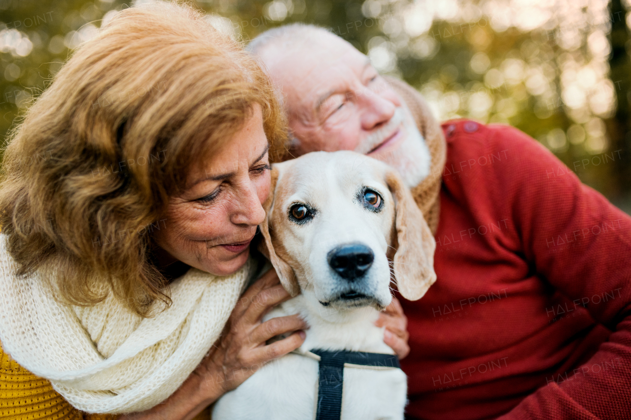 A happy senior couple with a dog on a walk in an autumn nature at sunset.