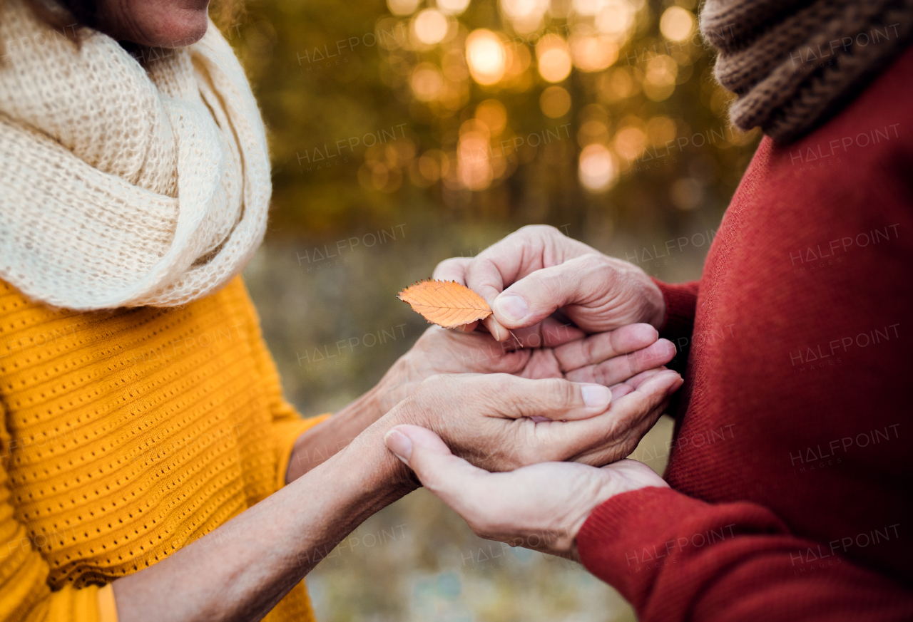 A midsection view of senior couple in love standing in an autumn nature at sunset, looking at each other and holding a leaf.