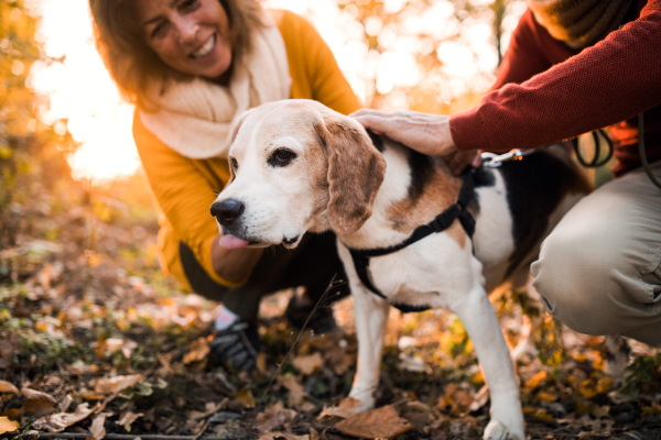 A happy senior couple with a dog on a walk in an autumn nature at sunset, having fun.