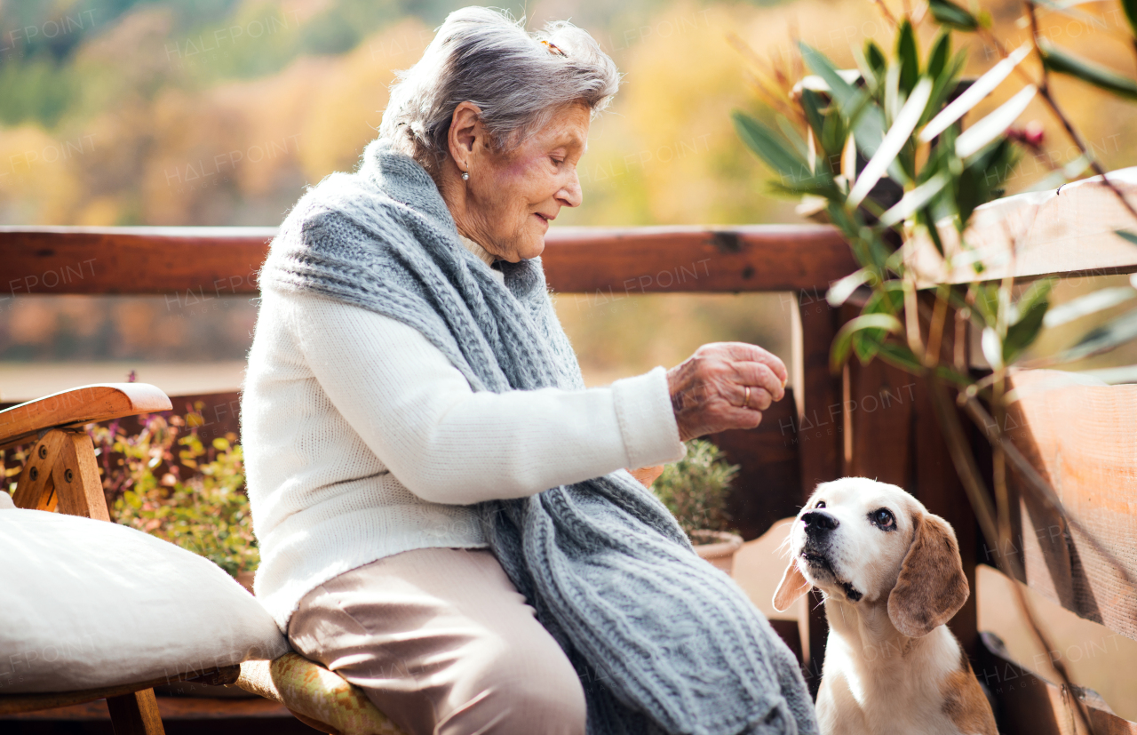 An elderly woman sitting outdoors on a terrace on a sunny day in autumn, playing with a dog.