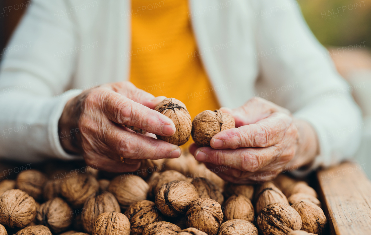 An unrecognizable elderly senior woman outdoors on a terrace in on a sunny day in autumn, holding walnuts.