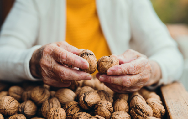 An unrecognizable elderly senior woman outdoors on a terrace in on a sunny day in autumn, holding walnuts.