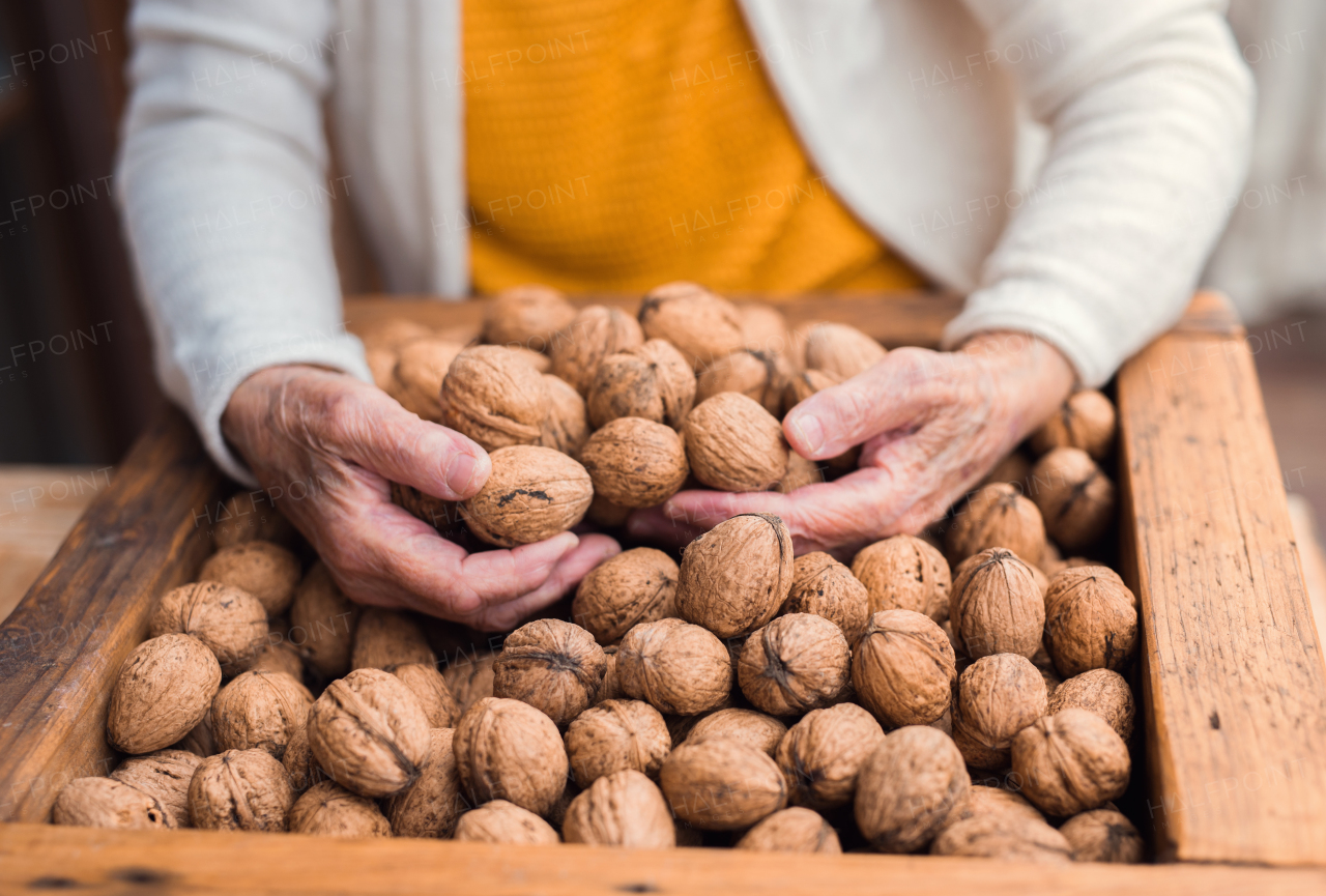 An unrecognizable elderly senior woman outdoors on a terrace in on a sunny day in autumn, holding walnuts.