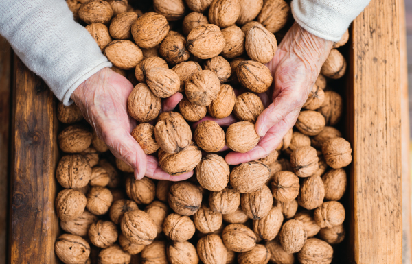 An unrecognizable elderly senior woman outdoors on a terrace in on a sunny day in autumn, holding walnuts.