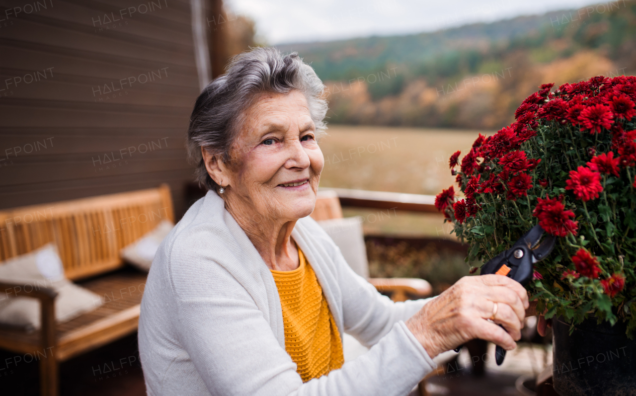 An elderly woman with chrysanthemum flowers outdoors on a terrace on a sunny day in autumn.