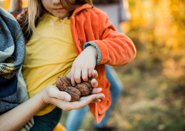 A midsection of mother and small daughter in autumn nature, holding nuts.