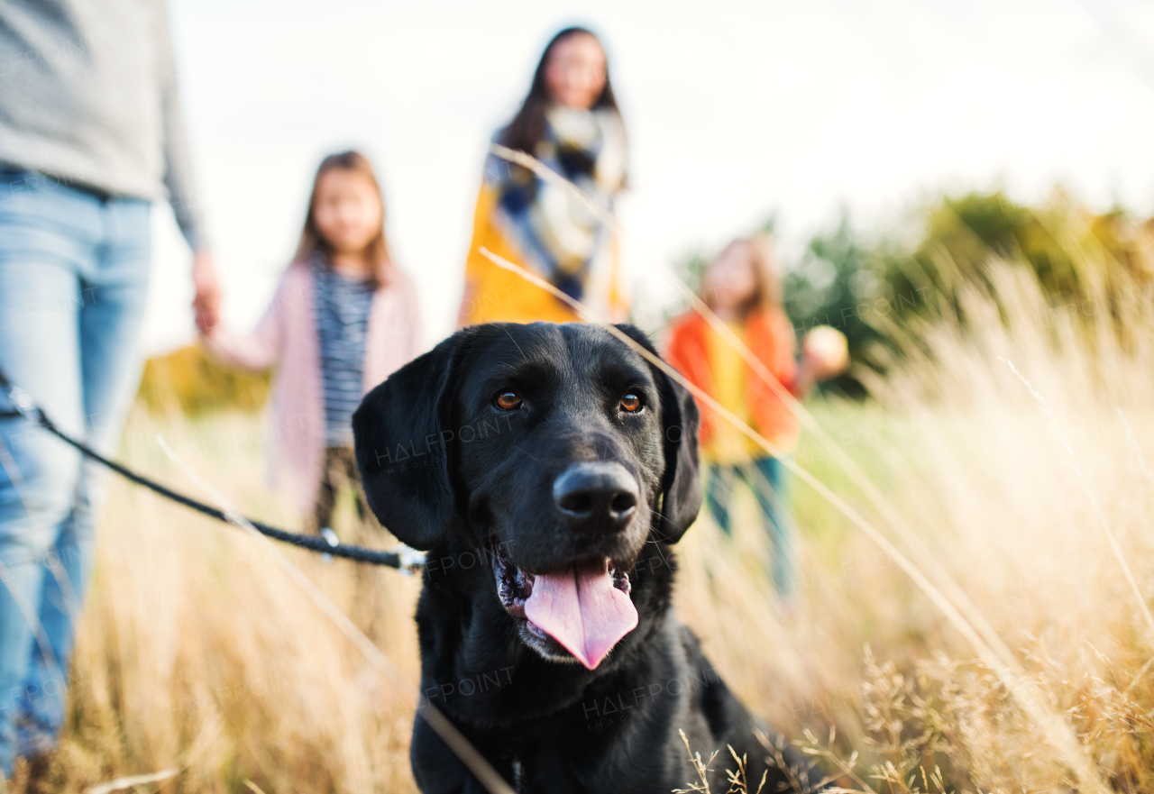 A young family with two small children and a black dog on a walk in autumn nature.