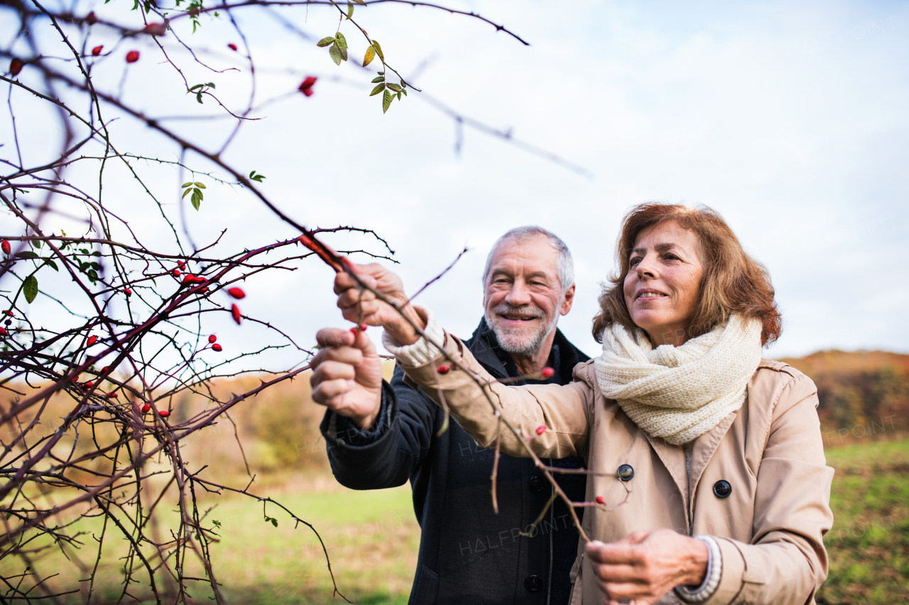 Active senior couple on a walk in a beautiful autumn nature, standing by rosehip bush and looking at ripe fruits.