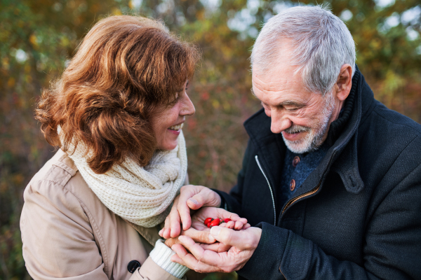 A close-up of senior couple on a walk in a forest in an autumn nature, holding ripe rosehip fruits in their hands.