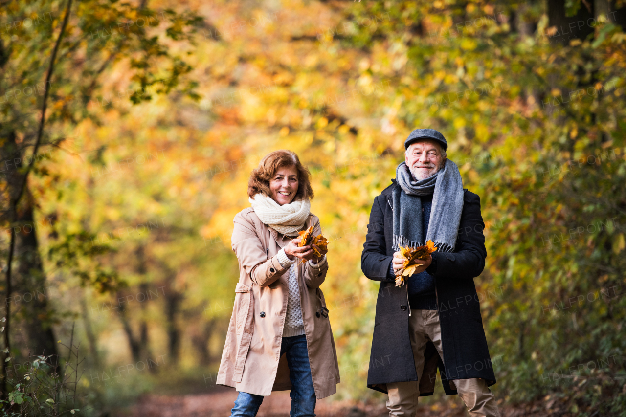 Senior couple on a walk in a forest in an autumn nature, holding yellow leaves.