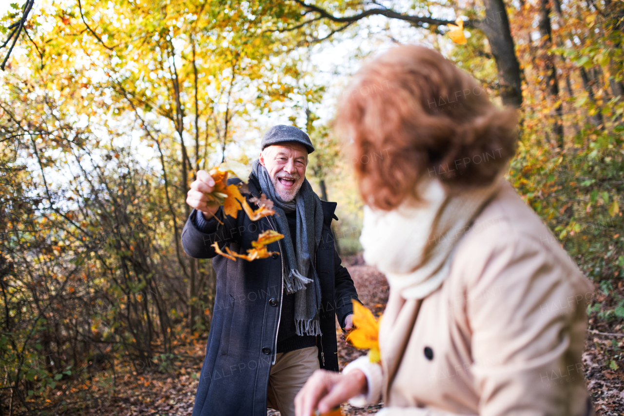 Senior couple on a walk in a forest in an autumn nature, holding yellow leaves.