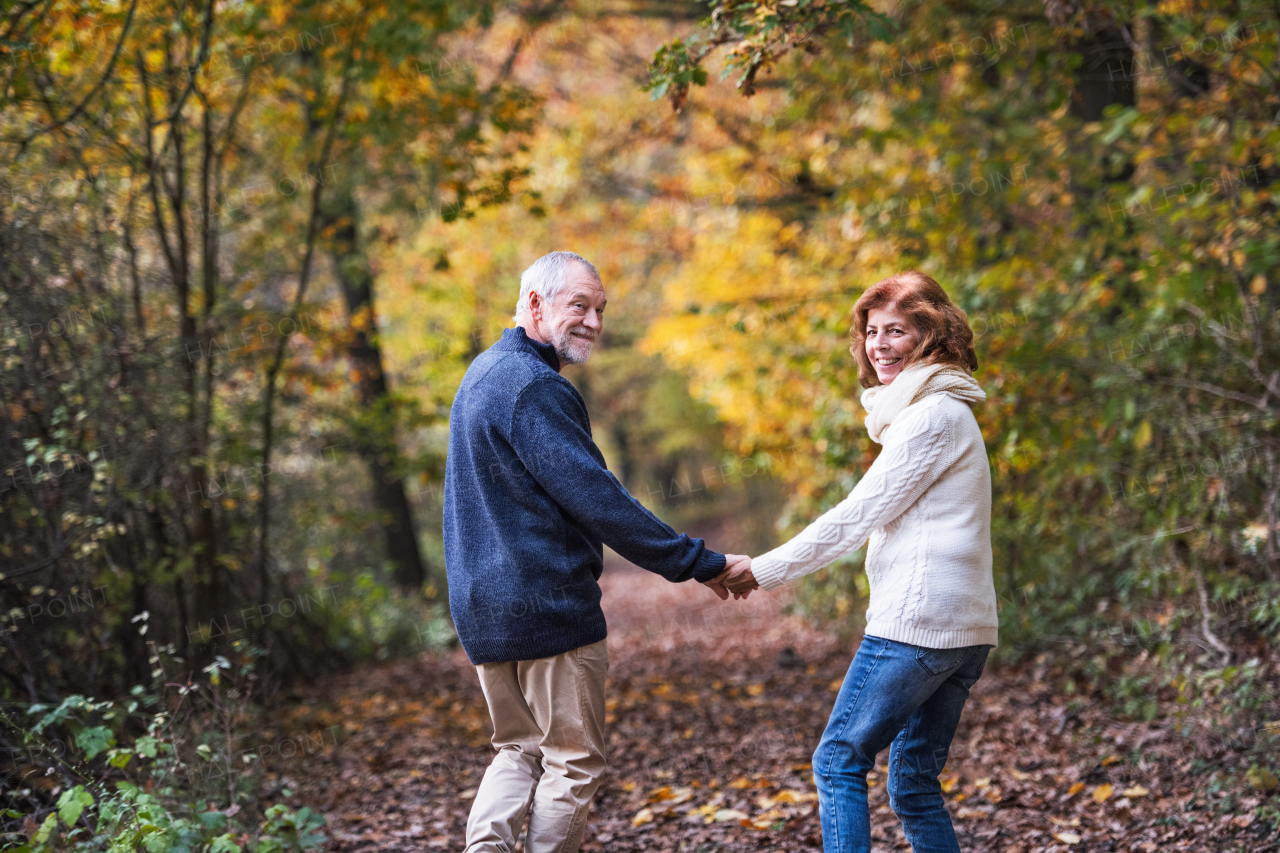 A senior couple walking in an autumn nature holding hands and looking back. Rear view.