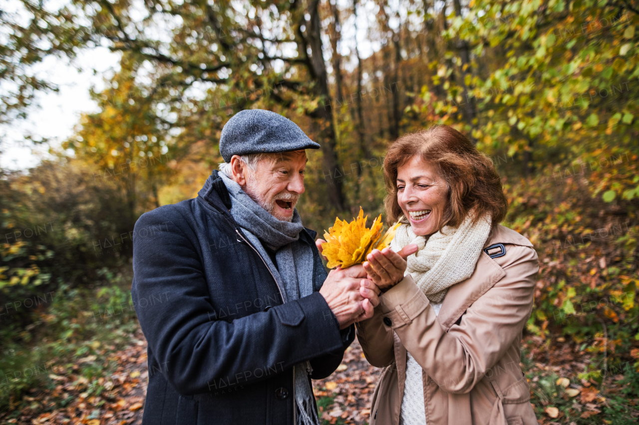 Senior couple on a walk in a forest in an autumn nature, holding yellow leaves.