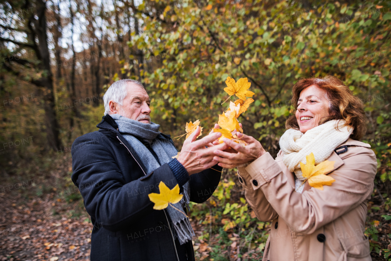 Senior couple on a walk in a forest in an autumn nature, throwing yellow leaves.