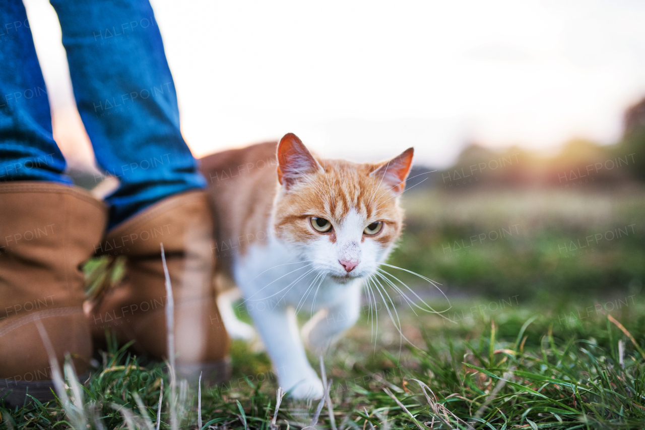 A white and brown cat rubbing against female legs outdoors in nature.