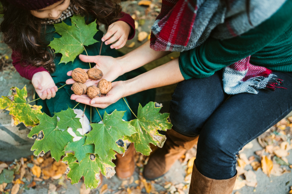 An unrecognizable mother with a toddler daughter sitting in forest in autumn nature, holding nuts.