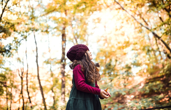 A low angle view of a small toddler girl standing in forest in autumn nature, holding leaves.