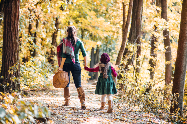 A rear view of mother with a toddler daughter walking in forest in autumn nature, holding hands.