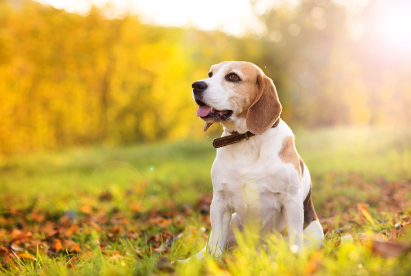 Nice dog in autumn nature.