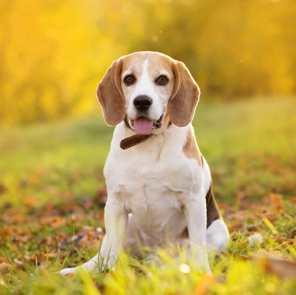 Nice dog in autumn nature.