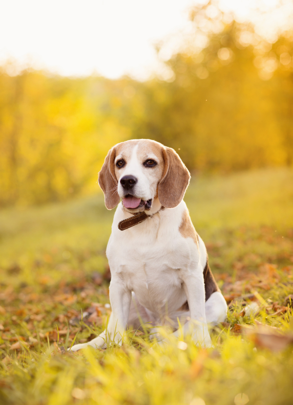 Nice dog in autumn nature.