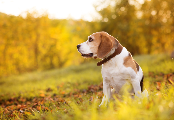 Nice dog in autumn nature.