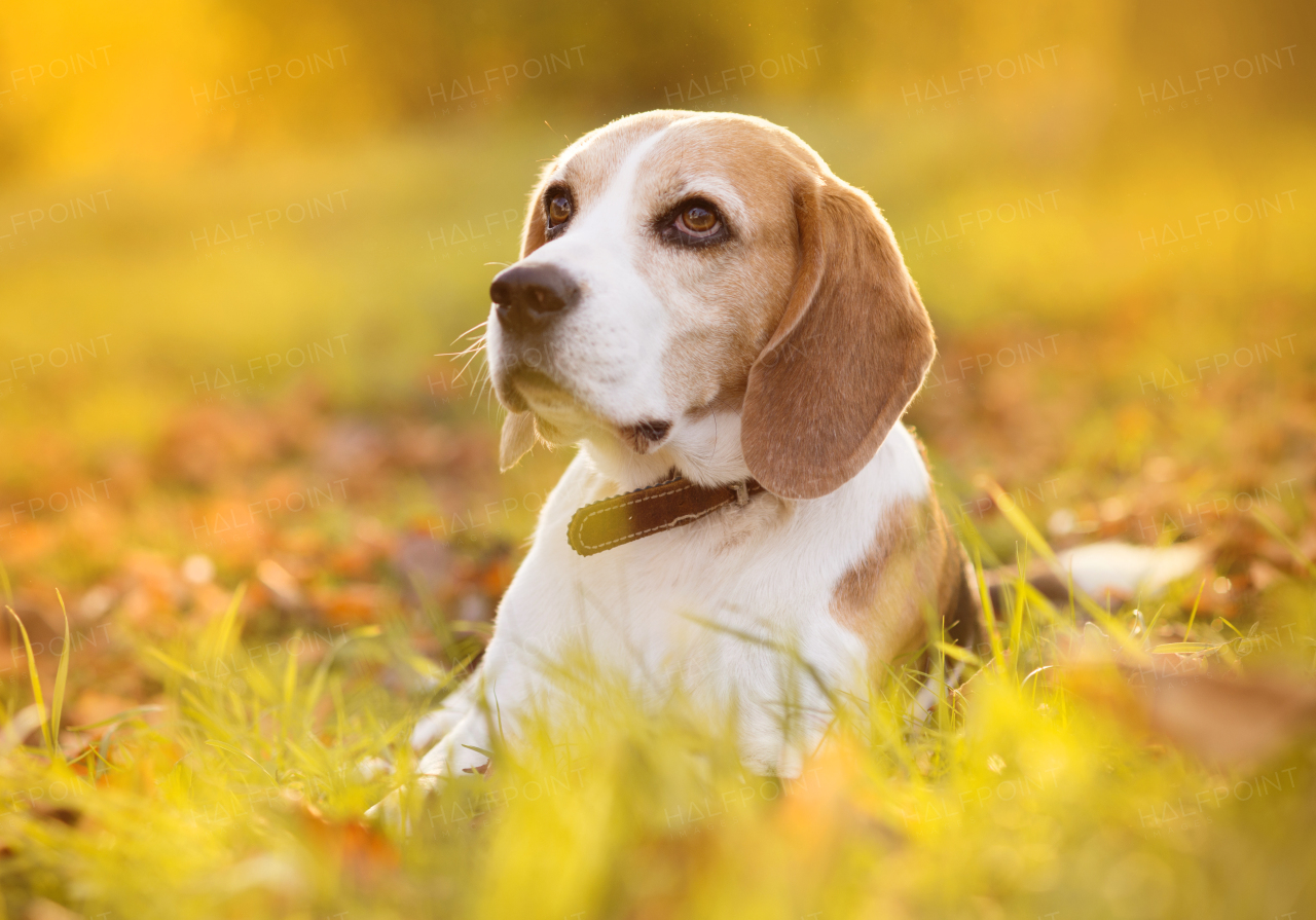 Nice dog in autumn nature.