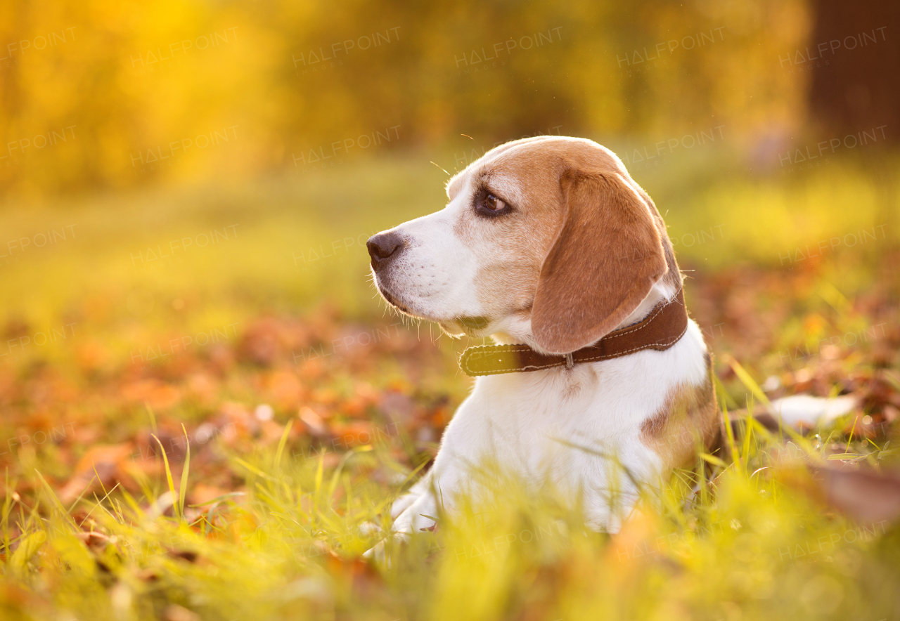 Nice dog in autumn nature.