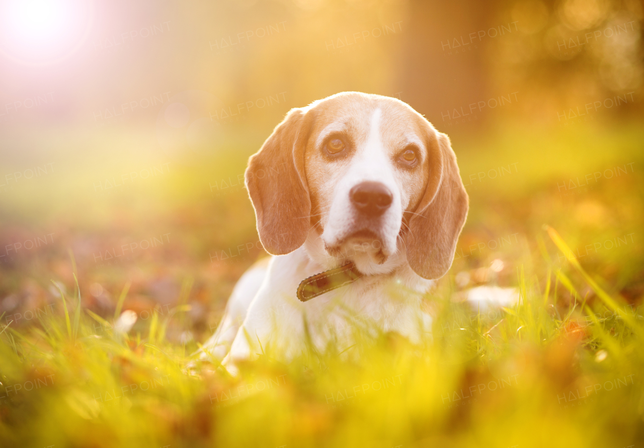 Nice dog in autumn nature.