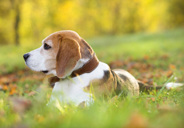 Nice dog in autumn nature.