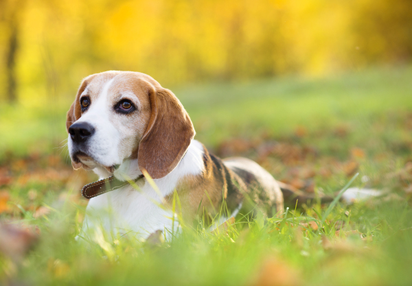 Nice dog in autumn nature.