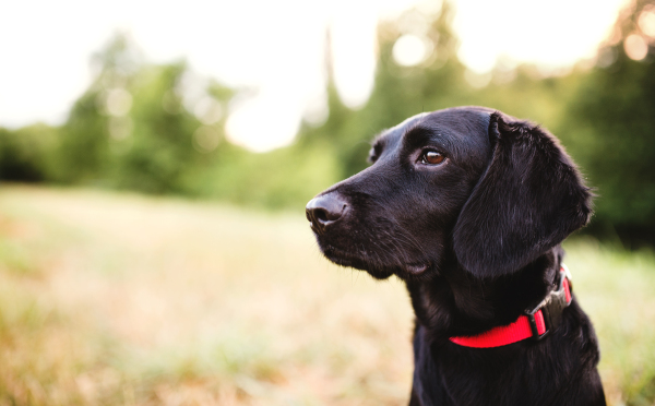 A close-up of a black dog outdoors on a meadow at sunset. Copy space.