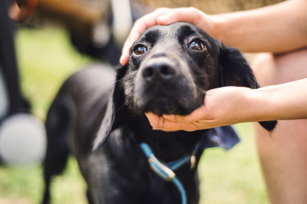 Male hands holding a head of a black dog outdoors in summertime. Close-up.