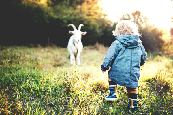 A little toddler boy and a goat outdoors on a meadow at sunset. Rear view.