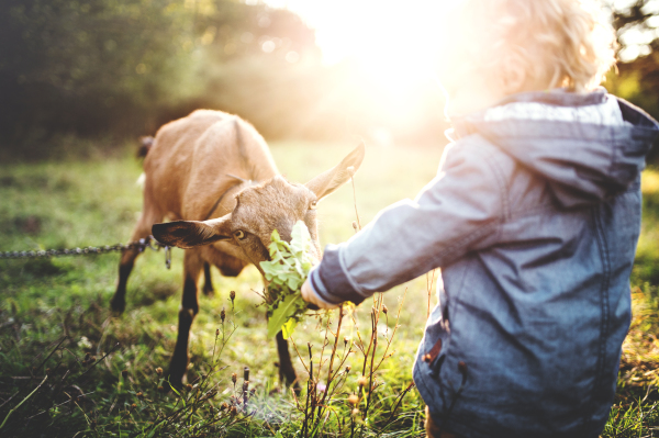 An unrecognizable little toddler boy feeding a goat outdoors on a meadow at sunset. Rear view.