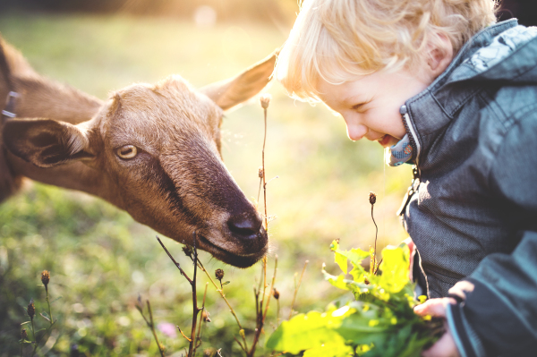 A close up of a little toddler boy feeding a goat outdoors on a meadow at sunset. Rear view.