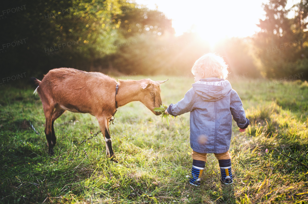 A little toddler boy feeding a goat outdoors on a meadow at sunset. Rear view.