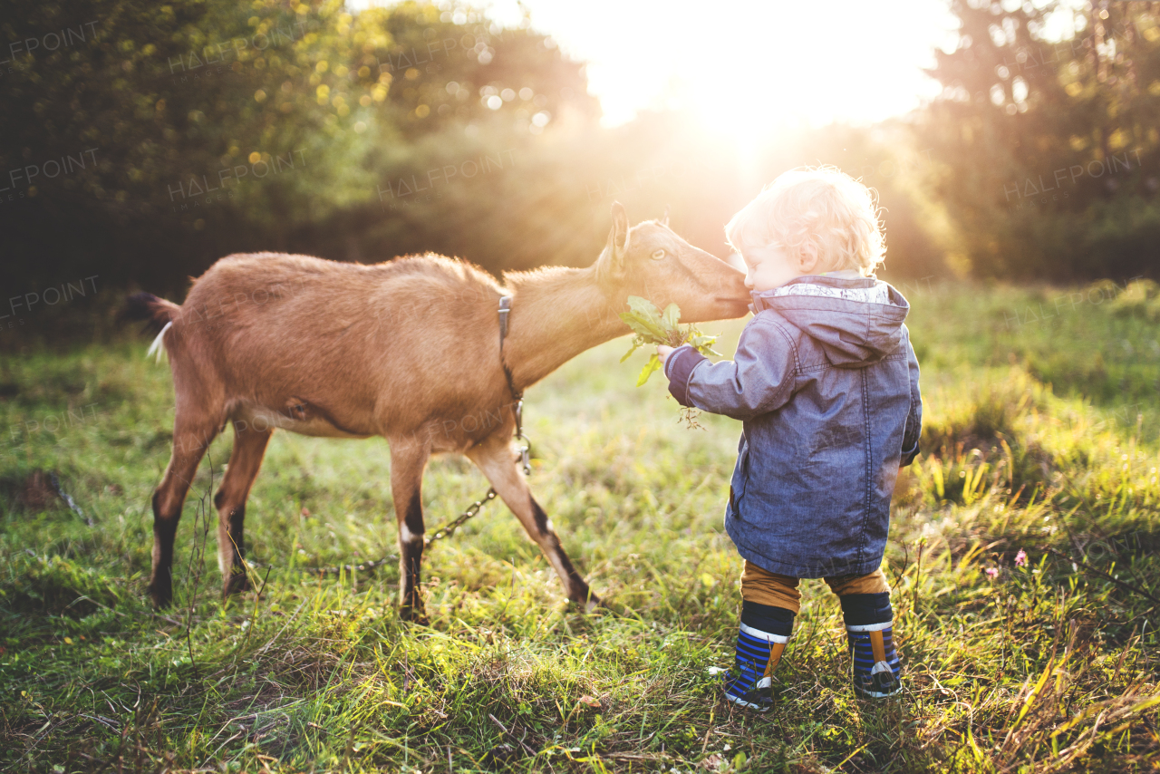 A little toddler boy feeding a goat outdoors on a meadow at sunset. Rear view.