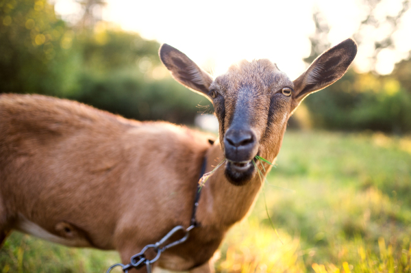 A close-up of a brown goat outdoors on a meadow at sunset.