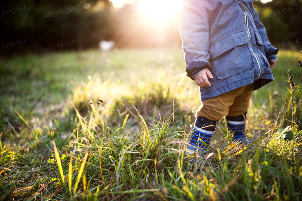 An unrecognizable little toddler boy standing outdoors on a meadow at sunset. Copy space.