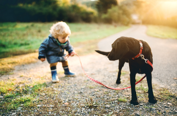 A little toddler boy and a dog standing outdoors on a road at sunset.