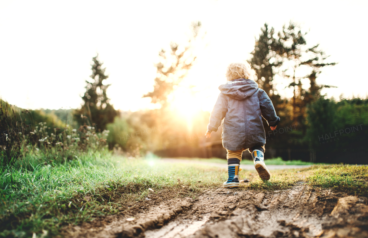 A little toddler boy walking outdoors in nature at sunset. Rear view. Copy space.